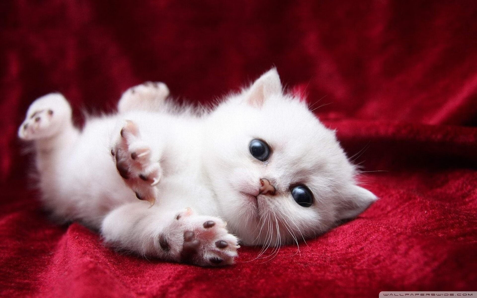 米兰登录入口-青少年攀岩运动推广与安全指导手册构建路径,青少年攀岩训练