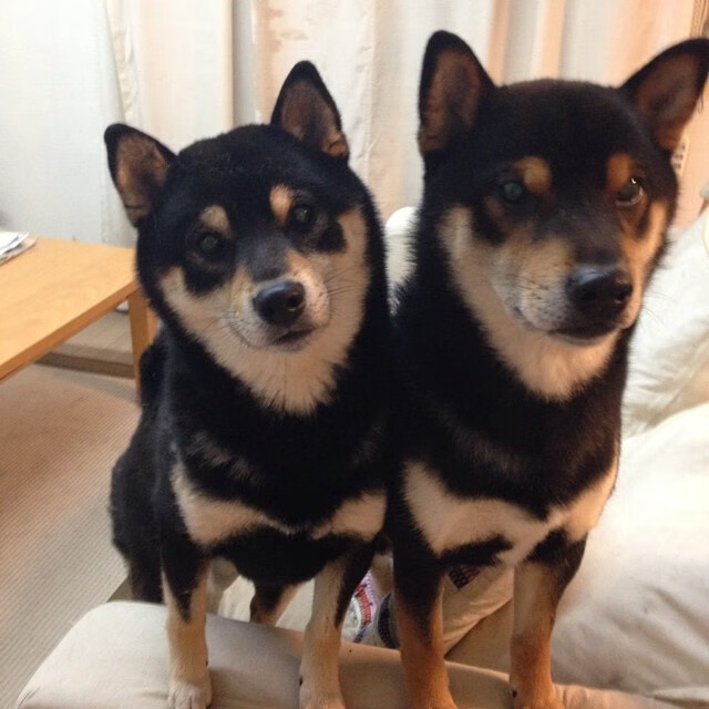 -德国队分析:国际乒联混合团体世界杯赛制与赛事前瞻,德国乒乓球职业联赛