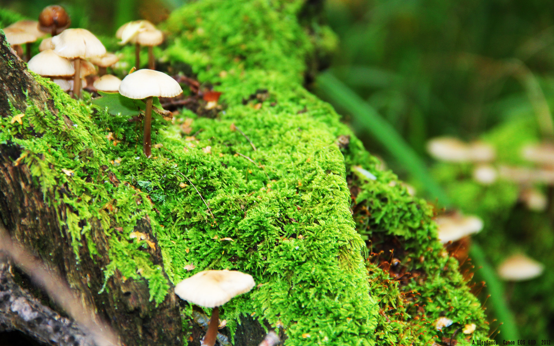 -德国队分析:国际乒联混合团体世界杯赛制与赛事前瞻,德国乒乓球职业联赛