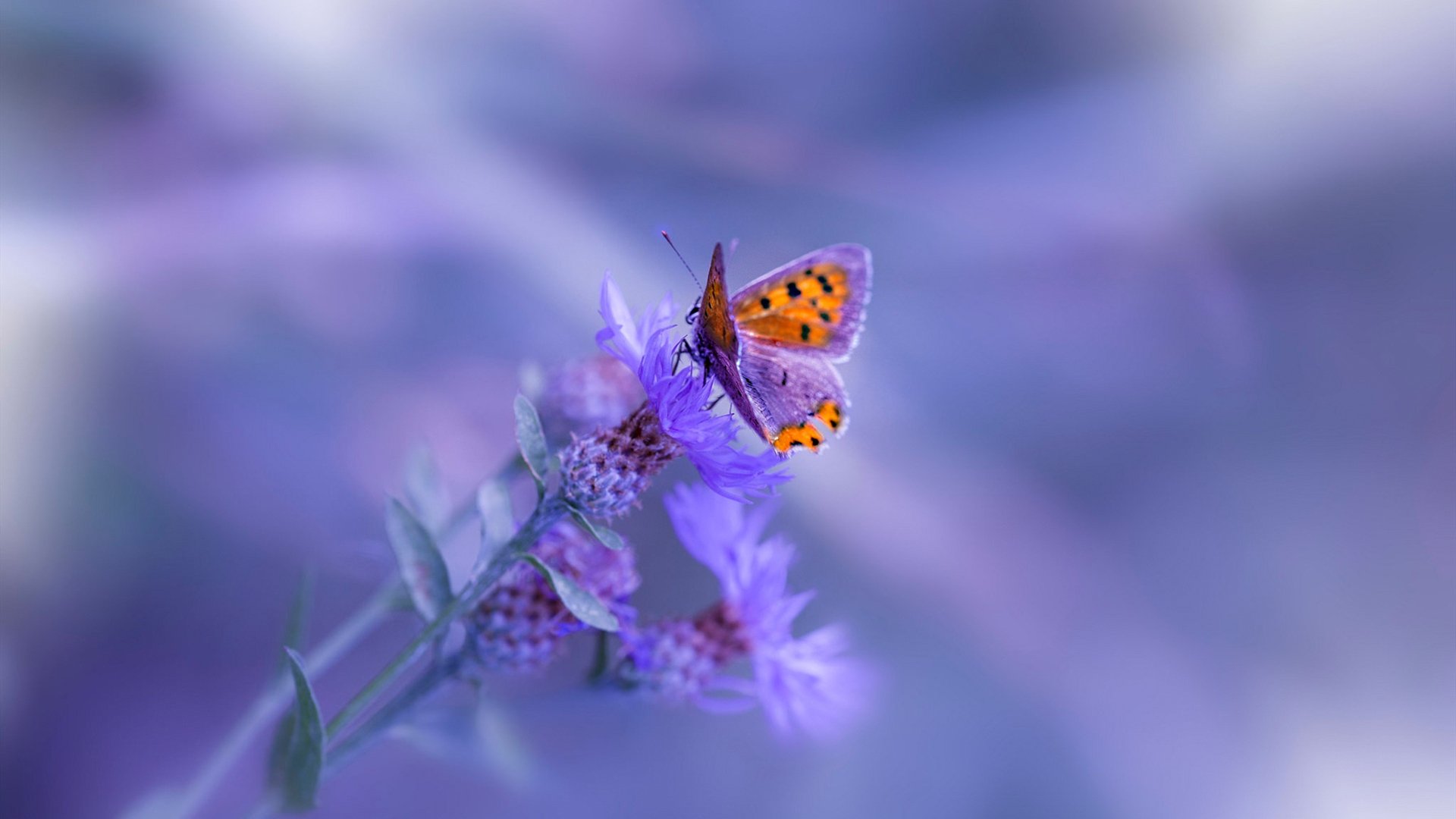 MILANSPORT入口-澳大利亚队的挑战与机遇：国际乒联混合团体世界杯中的亮点表现