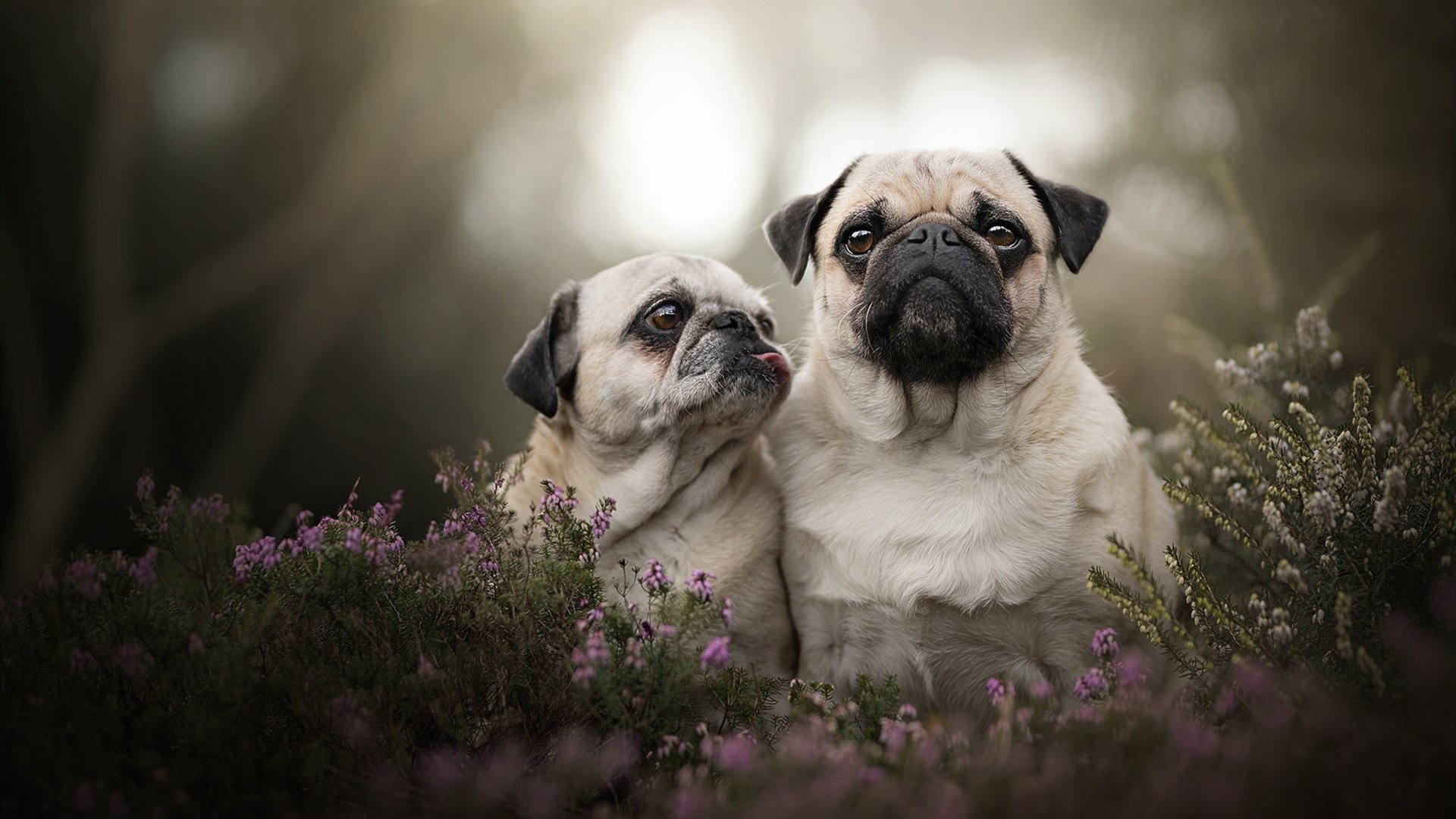 米兰登录入口-高压防守令对手难以出球,高压防护