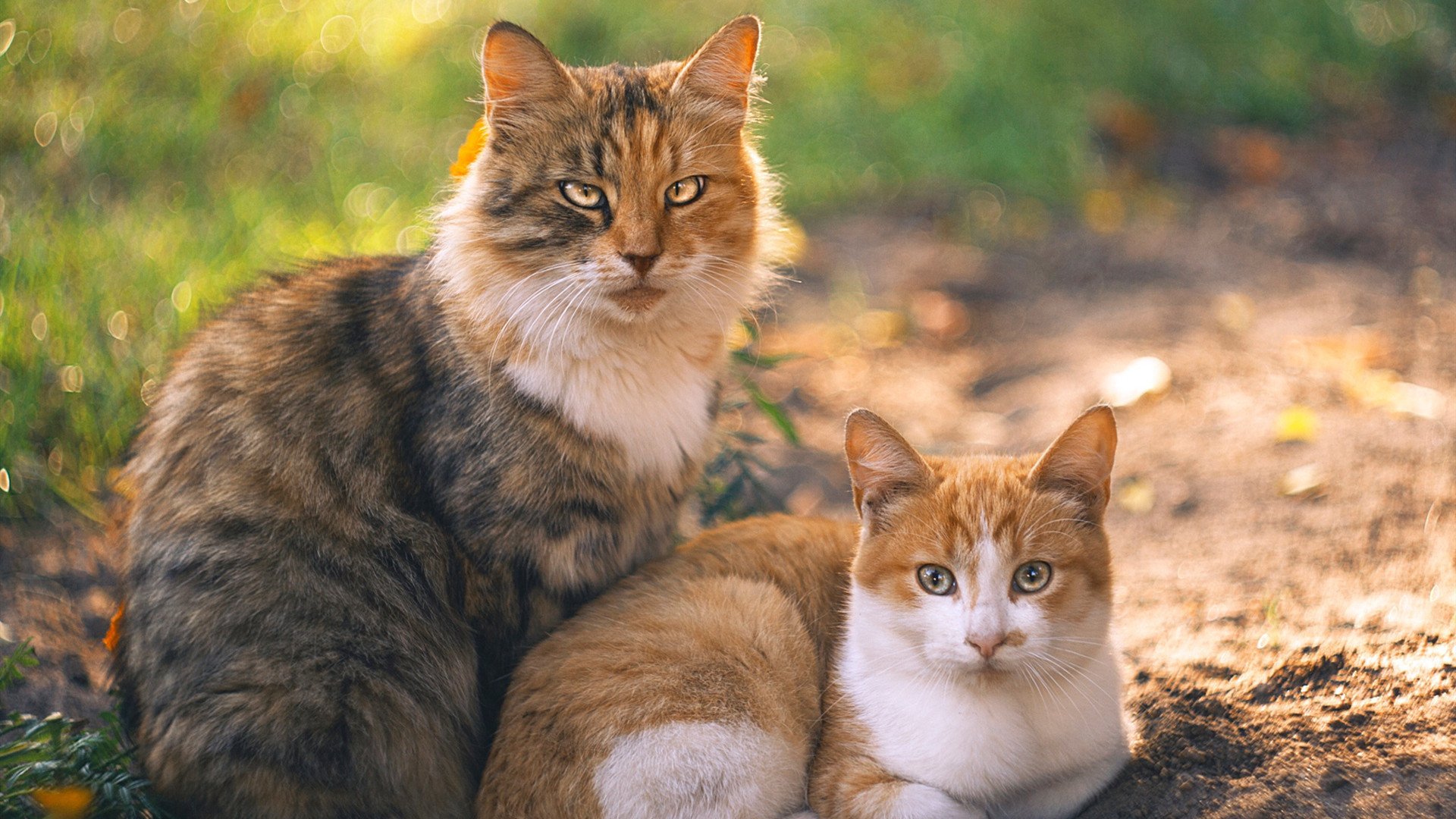 米兰登录入口-中国足球青少年足球发展基金支持项目增加,中国足球青少年计划