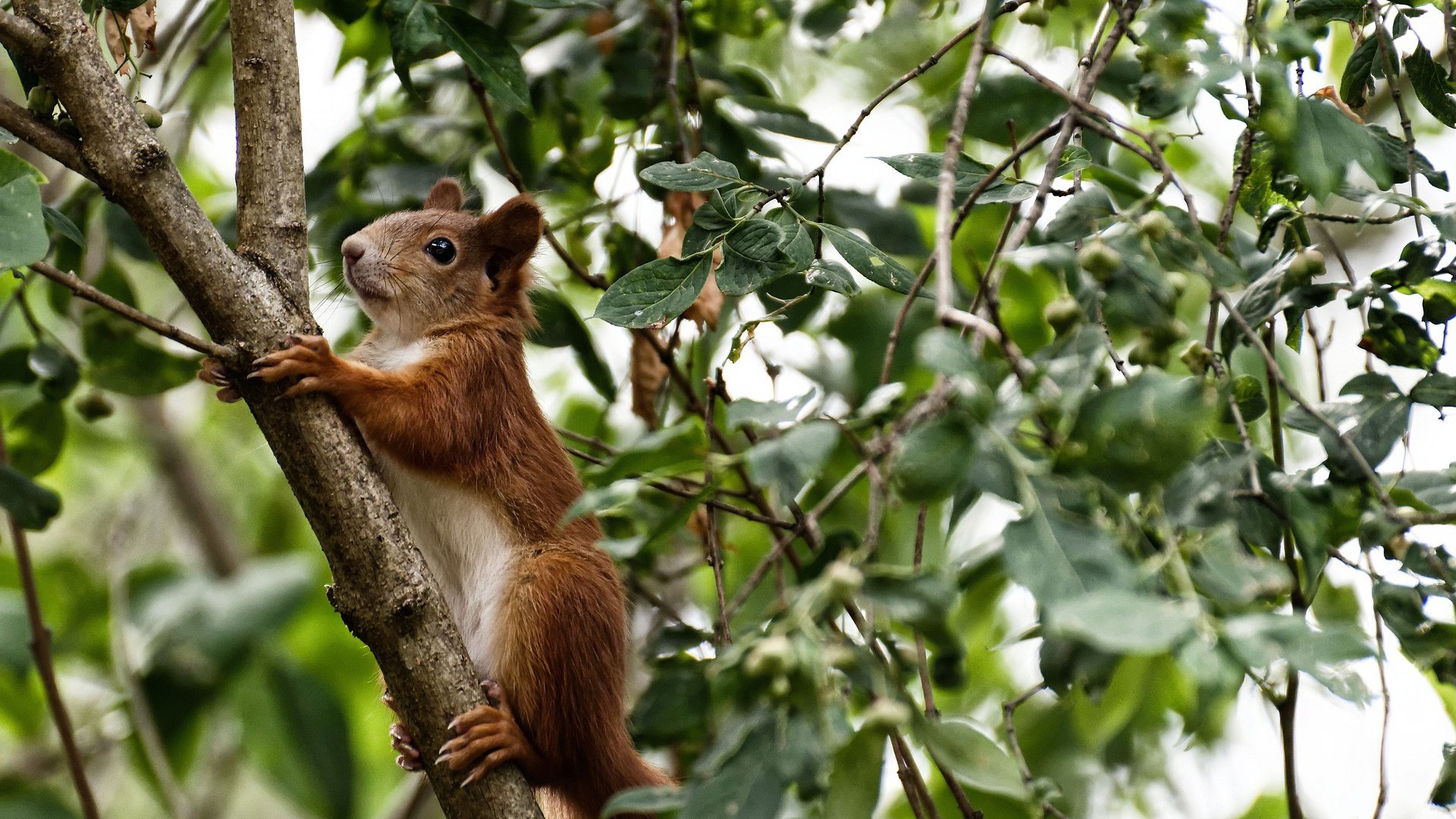 MILANSPORT下载-中立代表队B的强心脏——普里戈达,普里戈金百度百科