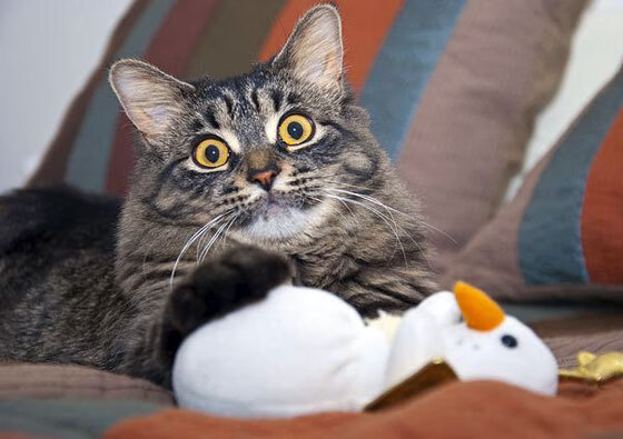 Milan Sports-曼城豪购新星，英超霸主地位难撼